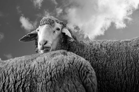 Responsible Wool Standard (RWS): Sustainable Wool for Luxury Tailoring